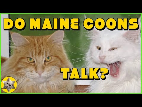 Maine Coon cat meowing (Harry talking and making other Maine Coon sounds)