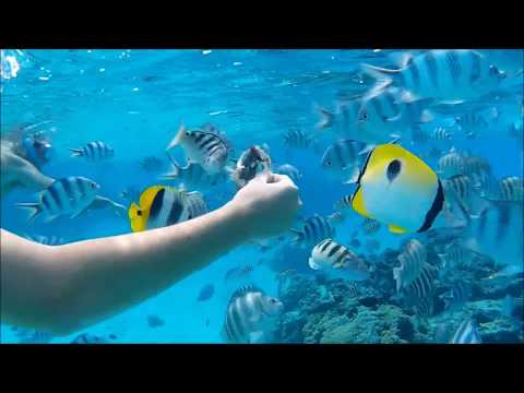 Snorkeling Bora Bora 2 (French Polynesia) 2
