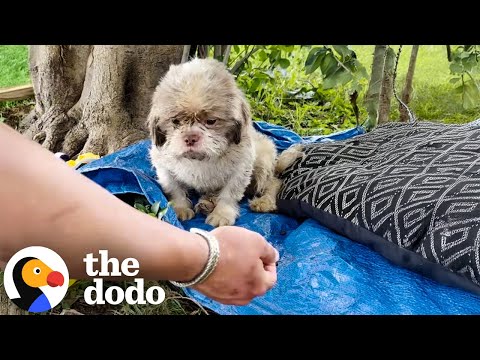 Sad Dog Dumped In Park Is So Relieved To Get Rescued | The Dodo