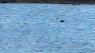 preview picture of video 'Otters and Seals, North Uist.'