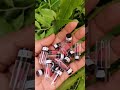 Just Herbs Mini Lipsticks Haul My Digital Diary