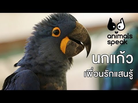 ที่เป็นกลากรักษา โรคสะเก็ดเงินที่มีต้นอูครีม