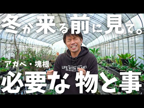 冬のベールに水をやる方法