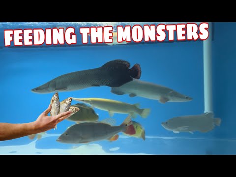 Feeding the MONSTER FISH in the Newest Aquarium!
