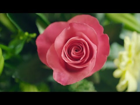 Idris Mrahorović - Ti si ruža (OFICIJALNI SPOT)