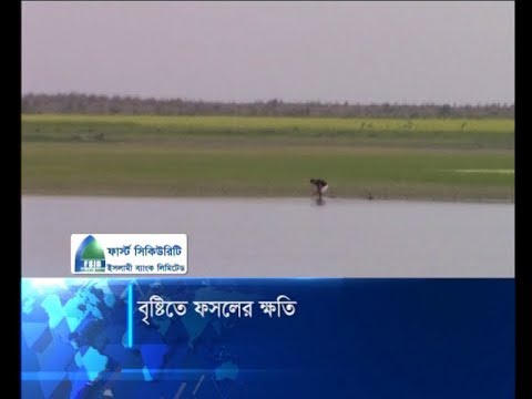 বৃষ্টিতে ফসলের ক্ষতি