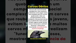 A Inteligência Chocante dos Corvos: Eles Fazem Funerais e Usam Carros como Ferramentas! 🐦🧠
