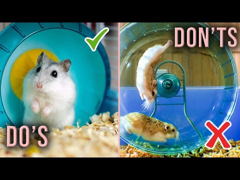 Hamster Dos and Don'ts | Mistakes Hamster Owners Make