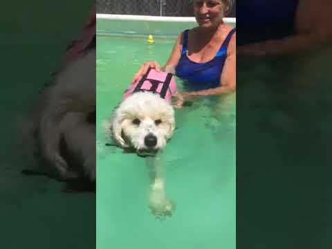 Douglas, an adopted Maltese & Poodle Mix in Imperial Beach, CA_image-1