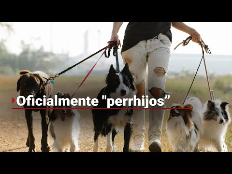 ¡INÉDITO!  | Jueces reconocen legalmente que mascotas son parte de la familia