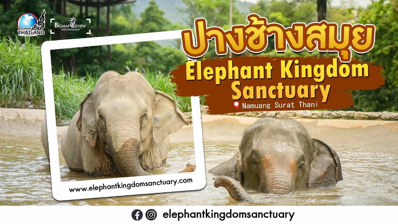 Experience the captivating visuals of the Samui Elephant Kingdom Sanctuary.