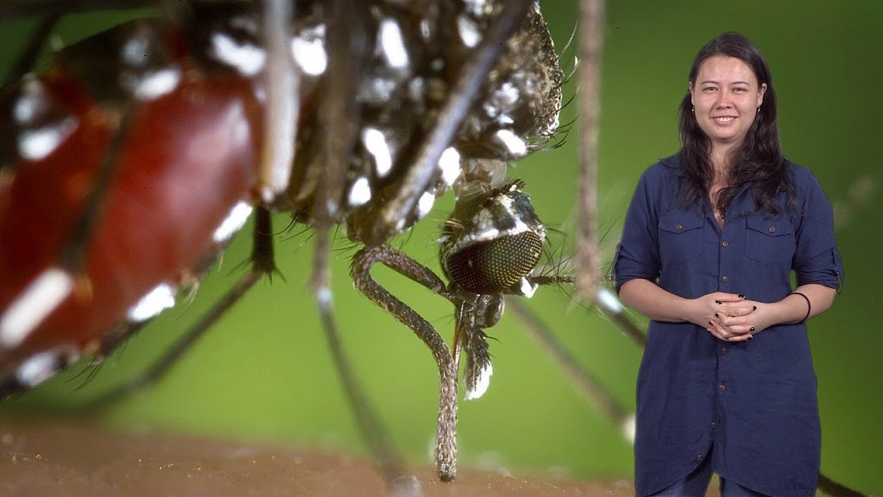 Karina Mondragon-Shem (LSTM): Tick and Other Arthropod Saliva - YouTube