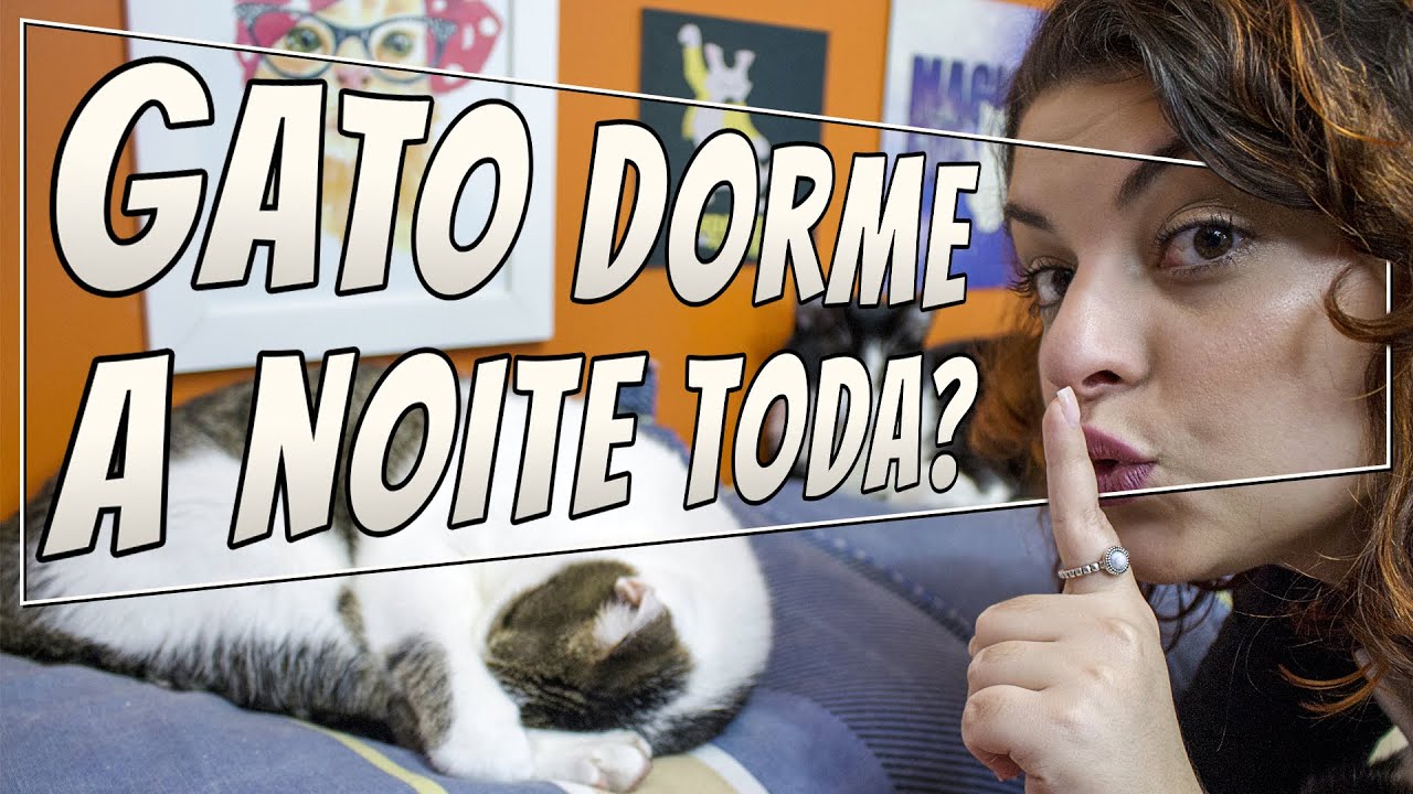 Como Fazer Seu Gato Dormir a Noite | DICA DE GATEIRA