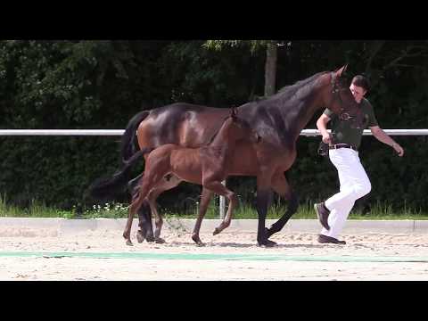 KN 3: HF von Camargo / Conteur