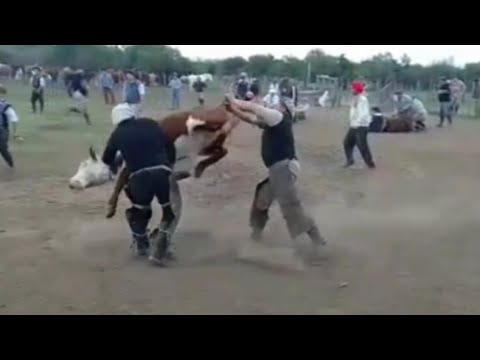 YERRA y probada de POTROS en la isla ( ARROYO AGUIAR)