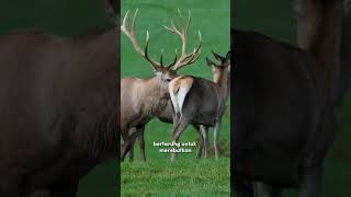 Download lagu fight of the stags mp3