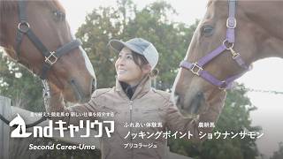 【セカンドキャリウマ】　ふれあい体験馬・ノッキングポイント/農耕馬・ショウナンサモン編