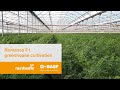 Carrots A Global Passion Cultivating Carrots In Italian Greenhouses