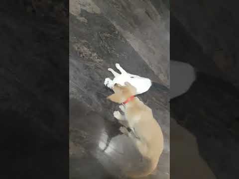 Funny cat and dog fight || cute animal  videos