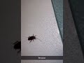 Flying cockroach #jumpscare #roaches #scary #warning #shorts #horrorshorts #creepy #cockroach #fly