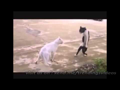 Michael Jackson possessed a CAT so FUNNY! Thriller