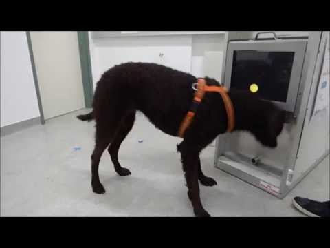 Im Clever Dog Lab 2015-11-25 (1)