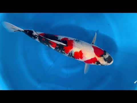 JKS online auction: JKS-AC 2025-12-06 4Sai Female Showa 64 cm