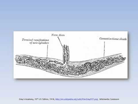 Introduction to Ruffini Endings