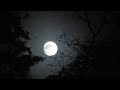 By Moonlight by Jeff Pearce