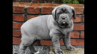 Video preview image #1 Cane Corso Puppy For Sale in LANCASTER, PA, USA