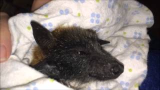 Flying-fox falling asleep