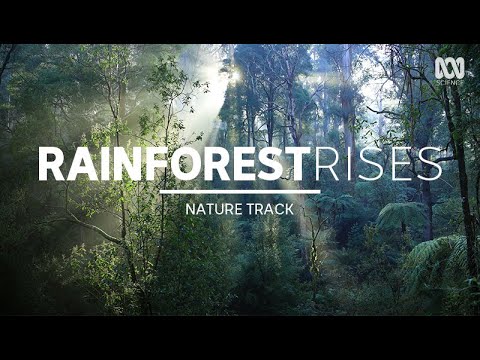 Forest sounds, lyrebirds in Australia — sleep music (1.5 hours) | Nature Track