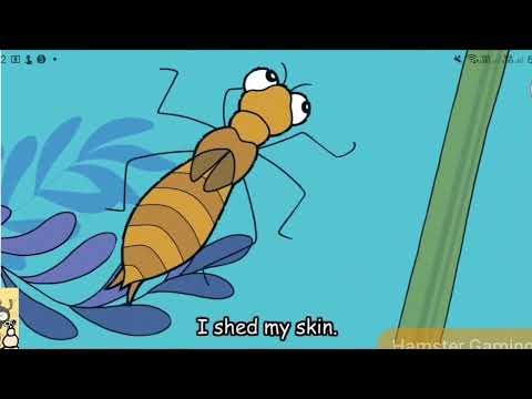 Hello Animals! | Fly, Dragonfly, Fly (Episode 9)