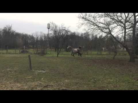 Mare For Sale 2011Ginger Rose gallop