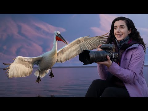 Filming Dalmatian Pelicans in Northern Greece: Behind the Scenes