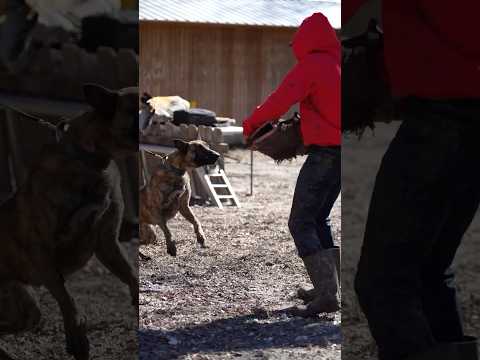 A Boris II SON 🔥🐾 #brn #knpv