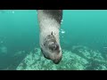 Underwater Dolphins Videos Dolphin Youtubeshorts Shorts