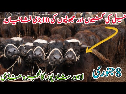 Today latest Shahpur kanjra Mandi Update Jotian cross-able Jotian cross-able Jotian Farming Buffalo🔥