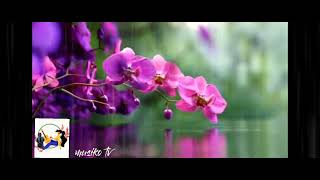 KAILAN KAYA/rodel naval