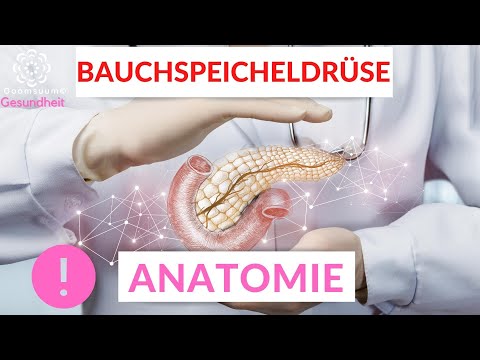 Anatomie deiner Bauchspeicheldrüse.