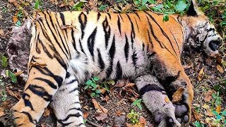Tigres São Feridos Durante Sua Caça! Veja a Seguir....