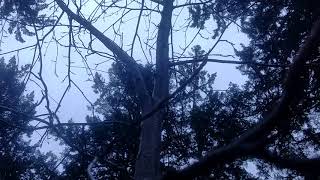 Sculptures Bigfoot create, sleek shinny skin with lines of life for encouraging growth it&#39;s Eco18BF