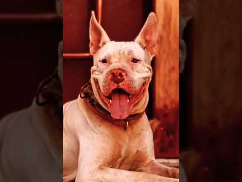 kohati gultair | pitbull dogs