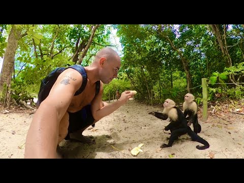 image-Where can I see monkeys on the beach?