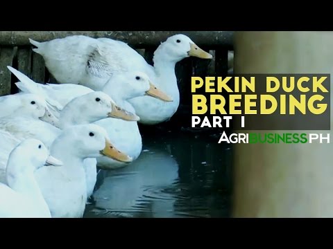 Pekin Duck Breeding Part 1 : Pekin Duck Breeding in the Philippines | Agribusiness Philippines