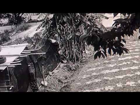 霧鹿村邱姓村民雞舍內雞隻遭受到攻擊時影像