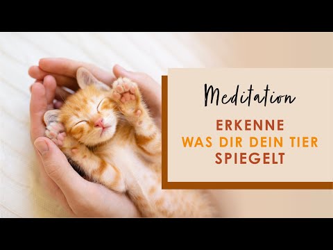 Spiegelfunktion zwischen Mensch und Tier - Geführte Meditation | 8 Minuten | Tierkommunikation