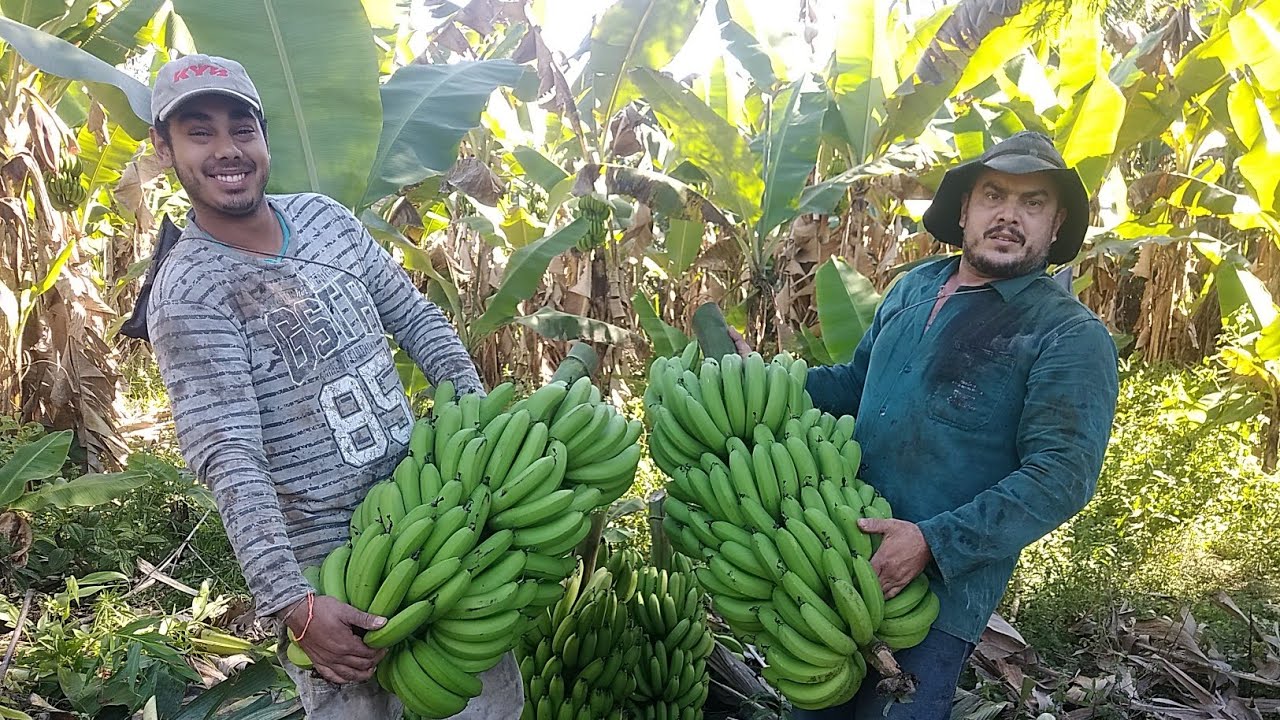 colhendo banana, vejam a fartura na roça