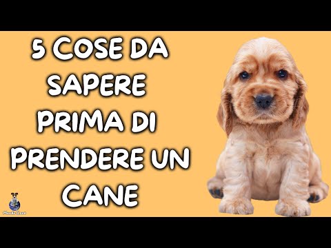 5 Things to Know Before Getting a Dog