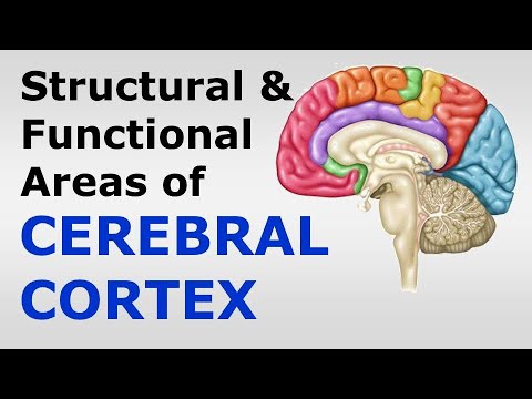 (Chp#08) Structure & Functional Localization of Cerebral Cortex | Snell's NeuroAnatomy